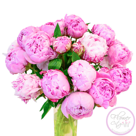 Купить пионы - красота и аромат в вашем саду