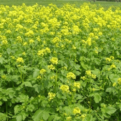 Продажа семян оптом в Санкт-Петербурге: почему «СОРТСЕМОВОЩ» — лучший выбор для вашего бизнеса